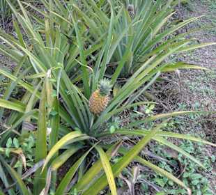 Ananaspflanze auf einer Ananasplantage