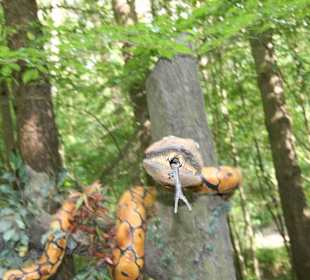 Serengeti Park Hodenhagen