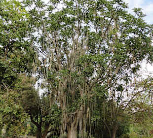 Parque Botánico de Maspalomas