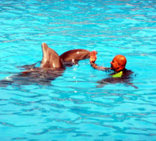 Delphin Show im LoroPark