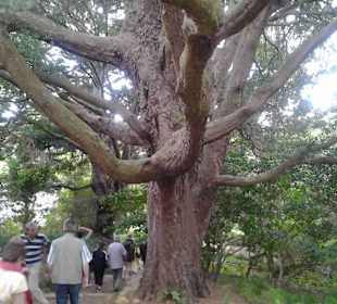 Botanischer Garten Kirstenbosch