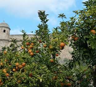 Inlinerlauf vor der Kathedrale von Palma
