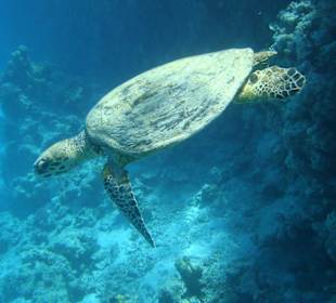 Meeres- Schildkröte