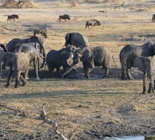 Tierbeobachtung am Boteti
