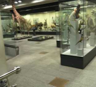 Zoologisches Museum 