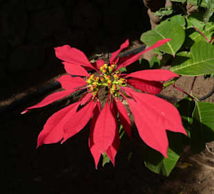 Unterwegs im Taoro-Park