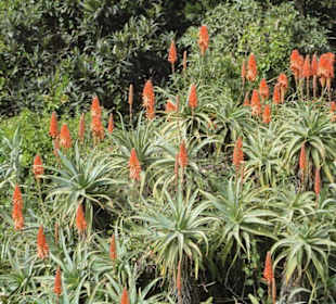 Im Naturpark Los Tilos de Moya