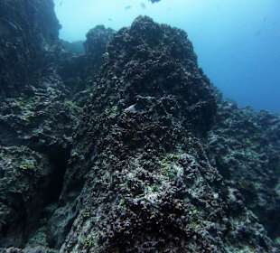 Typische Unterwasserlandschaft Cocos