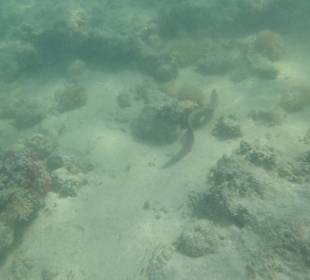 Unterwasserwelt Bootstour Utopia