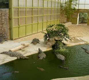 Crocodile Farm