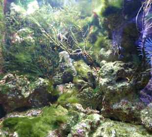 Aquarium - Unterwasserwelt mit Fischen