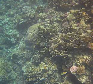 Unterwasserwelt