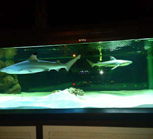 Aquarium