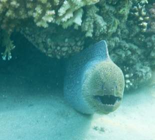 Schnorcheln Makadi Bay