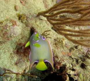 Begegnung unter Wasser Hurghada