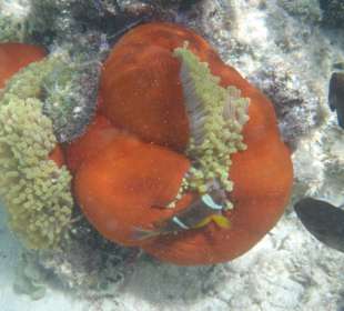 Die schöne Unterwasserwelt