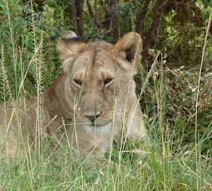 Auge in Auge - ganz nah dran 