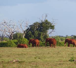 Rote Elefantenbullen.