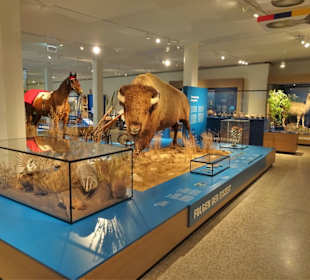Rundgang durch das Übersee-Museum