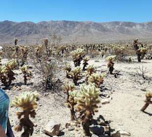 Impressionen von der Deserts-Region