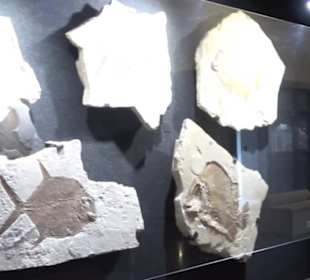 Dinosaurier Museum Altmühltal