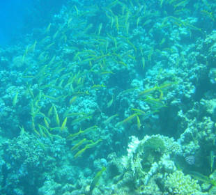 Schnorcheln am Strand