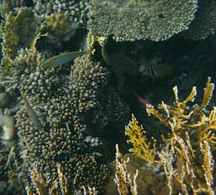 Fische im Hausriff Tulip Resort