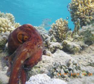 Wer sucht der findet