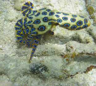 Hausriff Prince John Dive Resort 