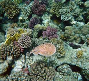 Zitterrochen vorsicht Hochspannung