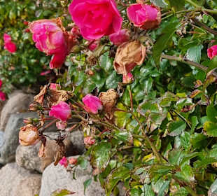 Rosen in Wenningstedt 