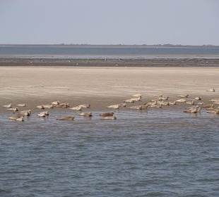 Seehunde auf der Sandbank