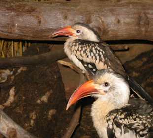 Vögel