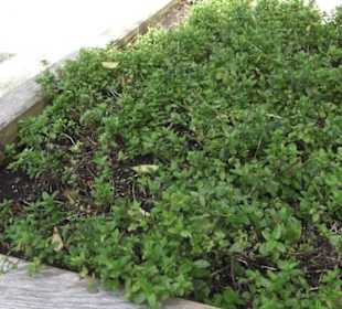 Kneippscher Kräutergarten