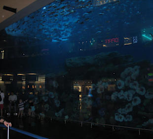 Riesige Außenbecken in der Mall