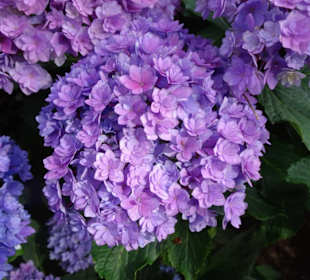 Hortensienblüte im Park der Gärten