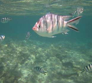 Veranda Palmar Schnorcheln