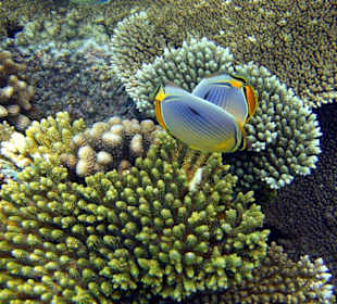 Schöne Unterwasserwelt