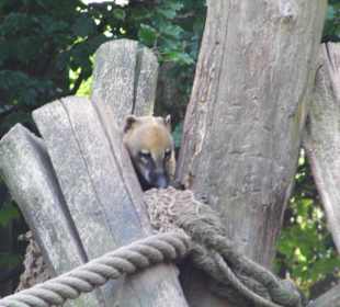 WildparkImpression September 2013