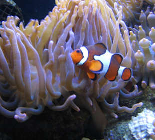 Den gibts hier auch...