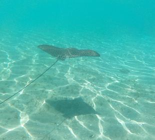 Schnorcheln Marsa Alam