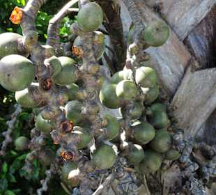 Rundgang durch den Botanischen Garten der Domaine