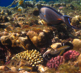 Unterwasserwelt am Hausriff