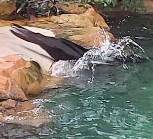 Singapur Zoo