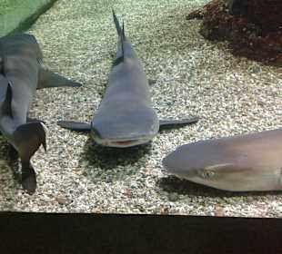 Aquarium in Hurghada