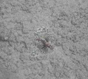 Feuerfisch vom Steg aus