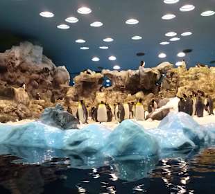 Pingwinarium