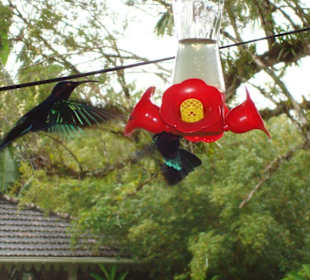 Kolibris