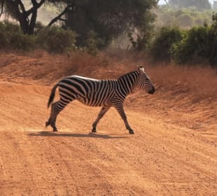 Zebra 