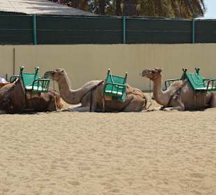 Maspalomas Kamelreiten